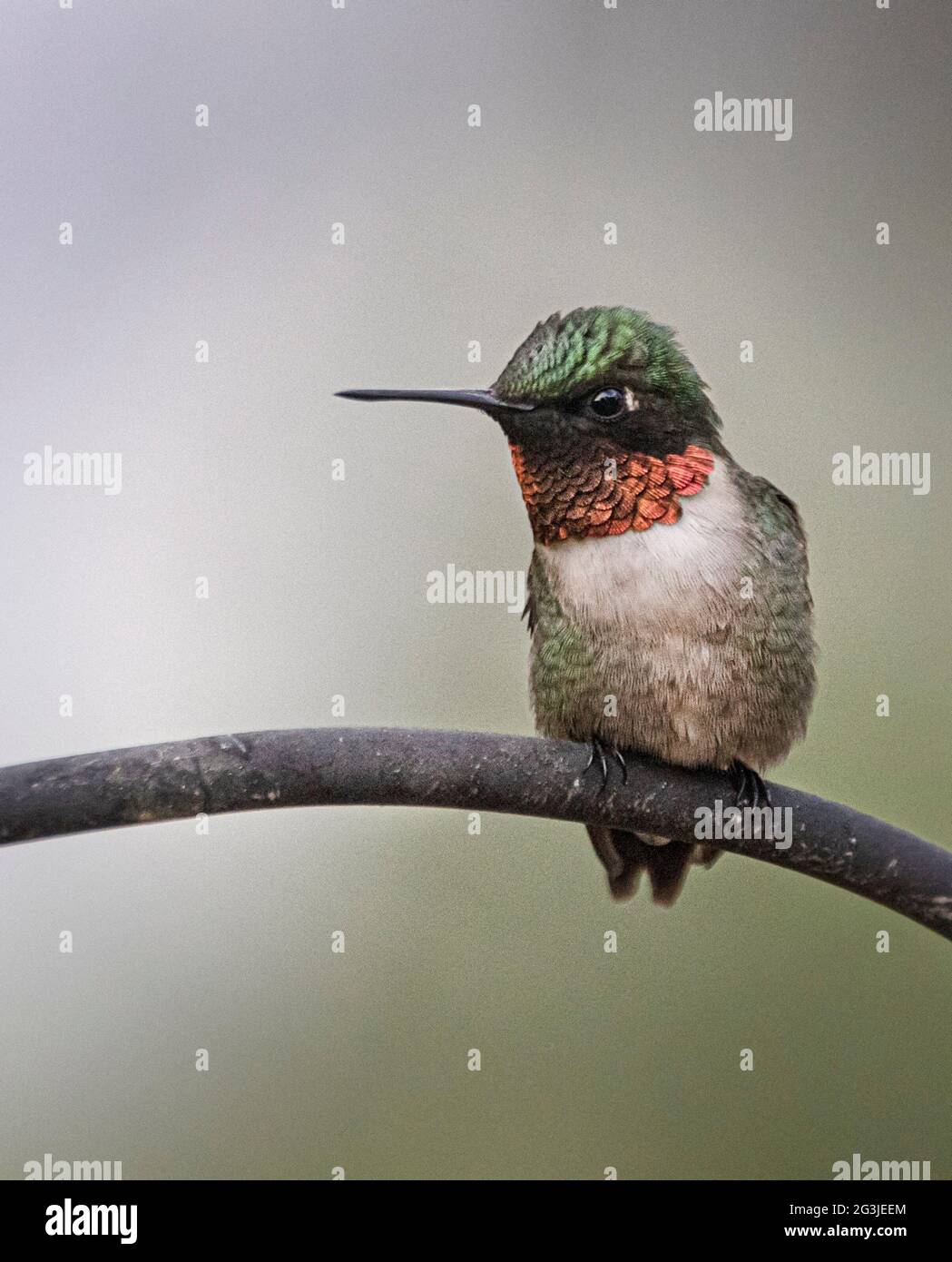 Ruby Throated Hummingbird with pretty colors Stock Photo