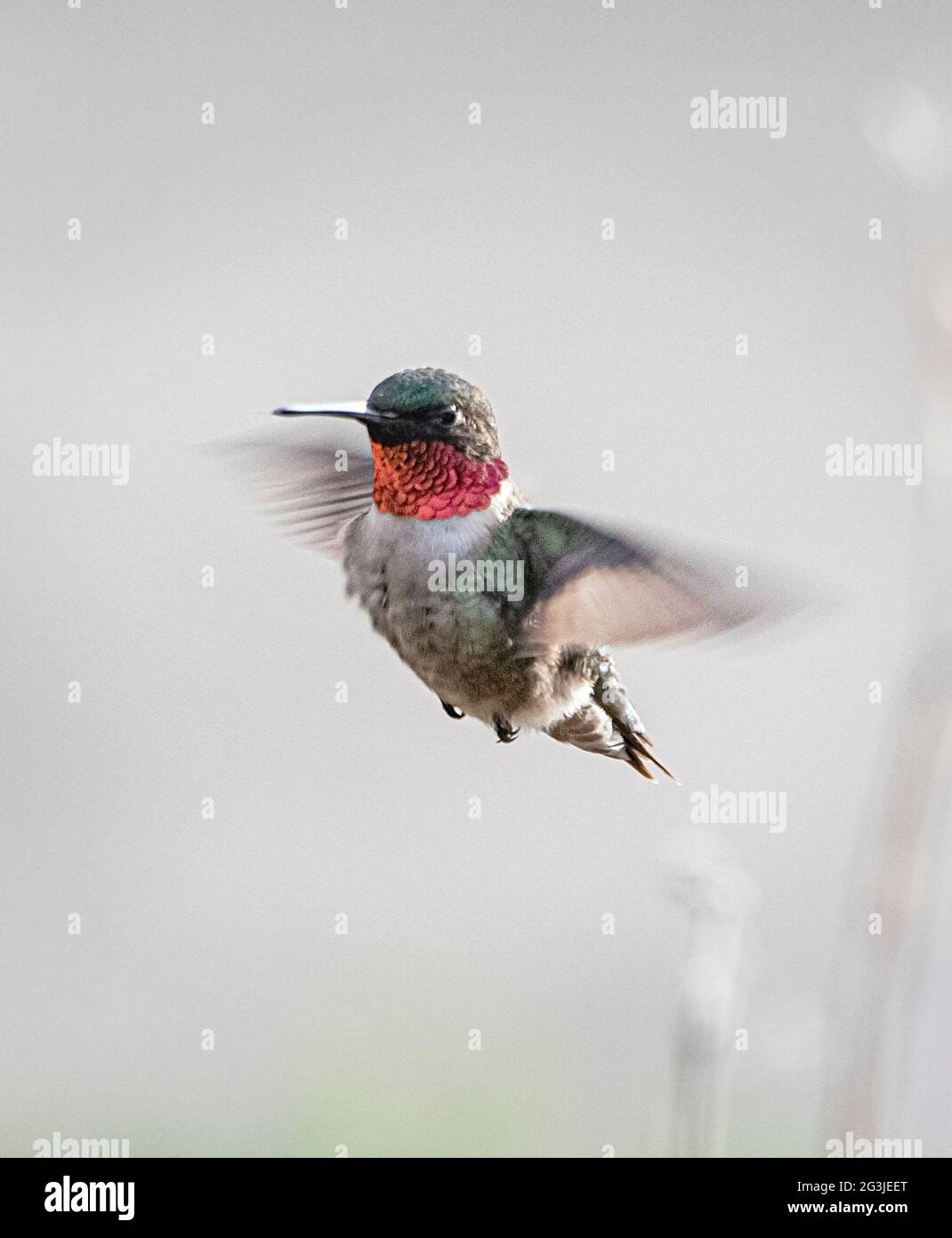 Ruby Throated Hummingbird with pretty colors Stock Photo