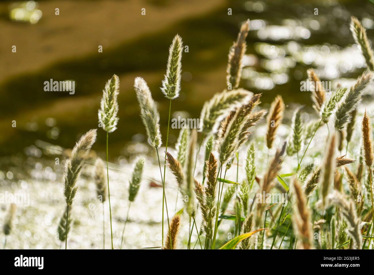 Grasses, flowering next to a river, against the light Stock Photo