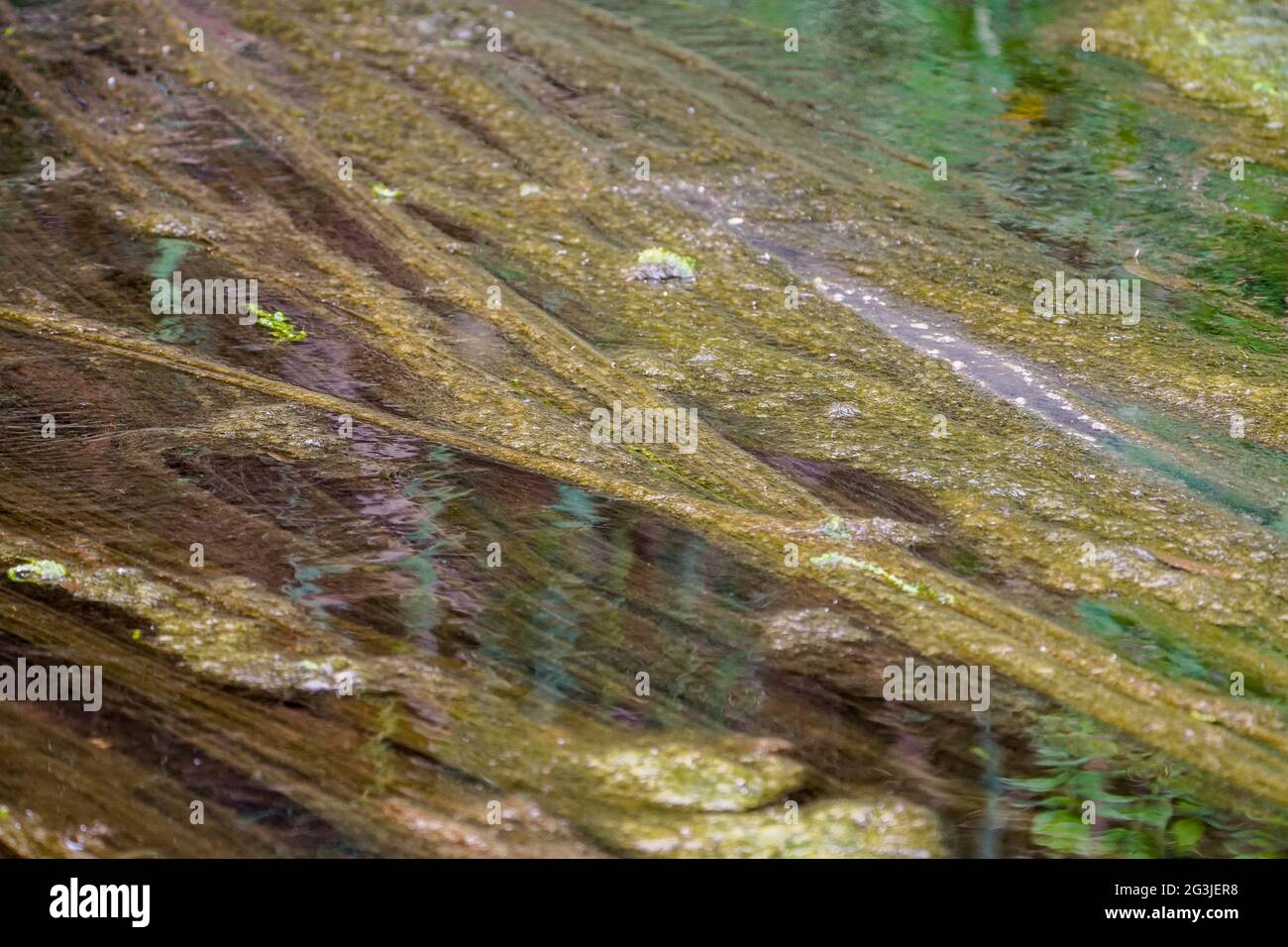 Blooming Green algae in  slow moving stream, water surface in a river. Stock Photo