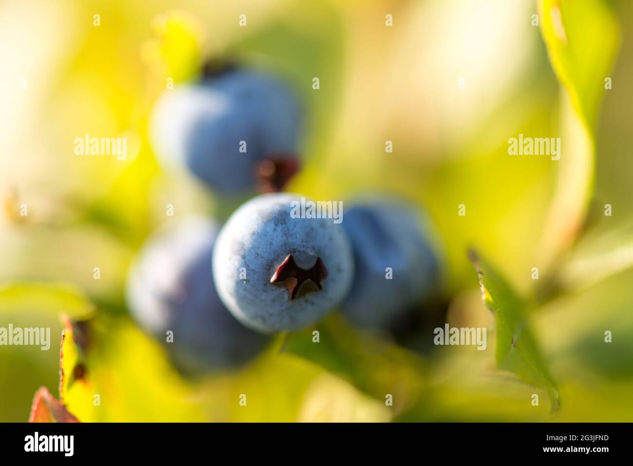 Maine Wild Blueberries on bush, Wyman's, Cherryfield, Maine Stock Photo