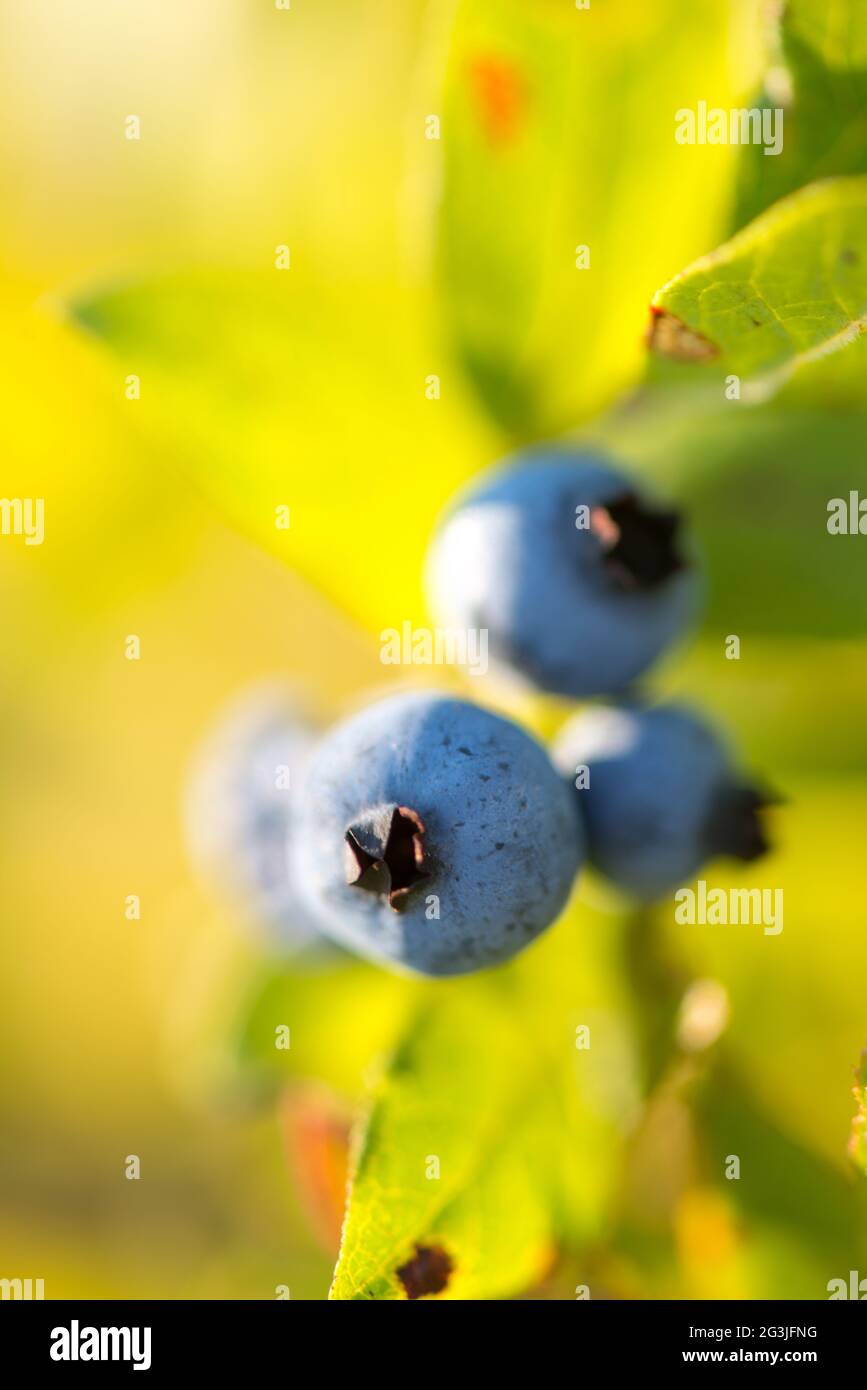 Maine Wild Blueberries on bush, Wyman's, Cherryfield, Maine Stock Photo