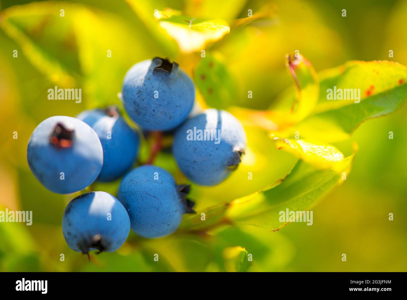 Maine Wild Blueberries on bush, Wyman's, Cherryfield, Maine Stock Photo