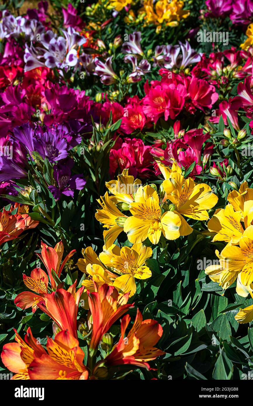 Multicolored alstroemerias at the spring flower market as beautiful natural background Stock Photo