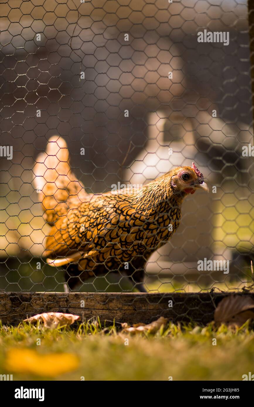 Free Range Chickens - Ginger the chicken spends her time basking in the sun and roaming around the garden to her heart's content! Stock Photo