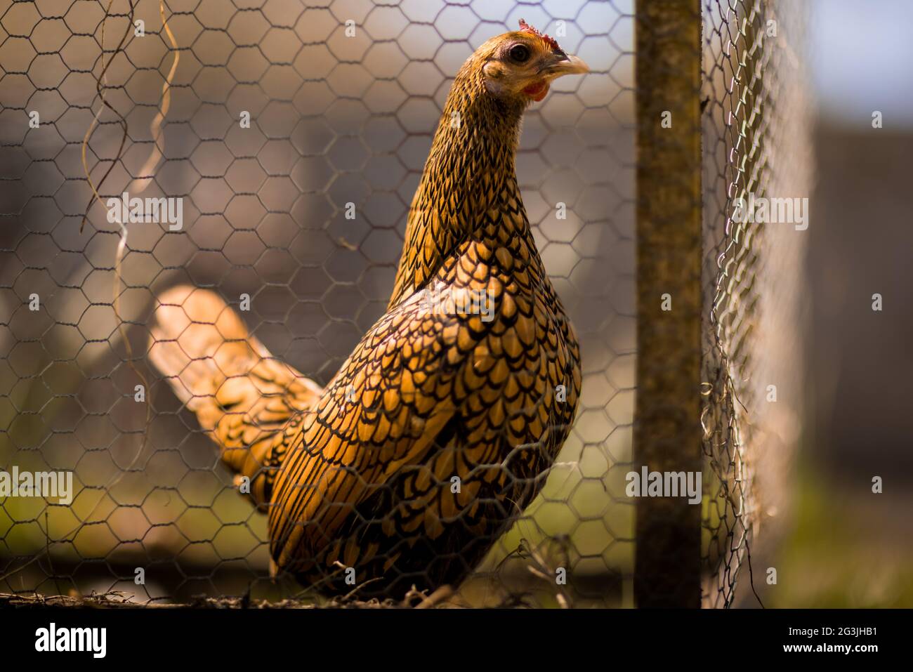 Free Range Chickens - Ginger the chicken spends her time basking in the sun and roaming around the garden to her heart's content! Stock Photo