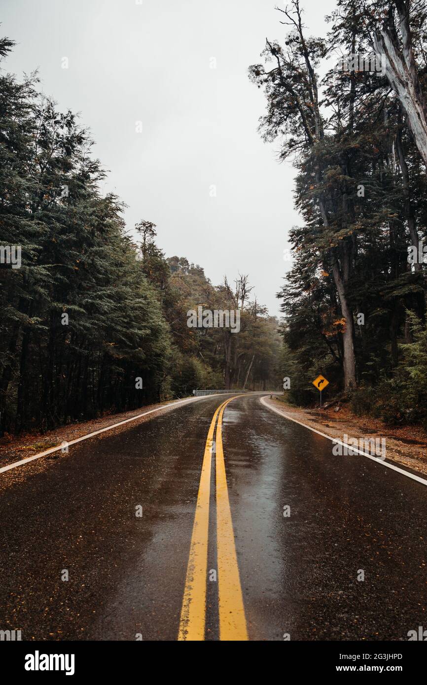 Vertical shot of a wet asphalt road through a dense forest Stock Photo ...