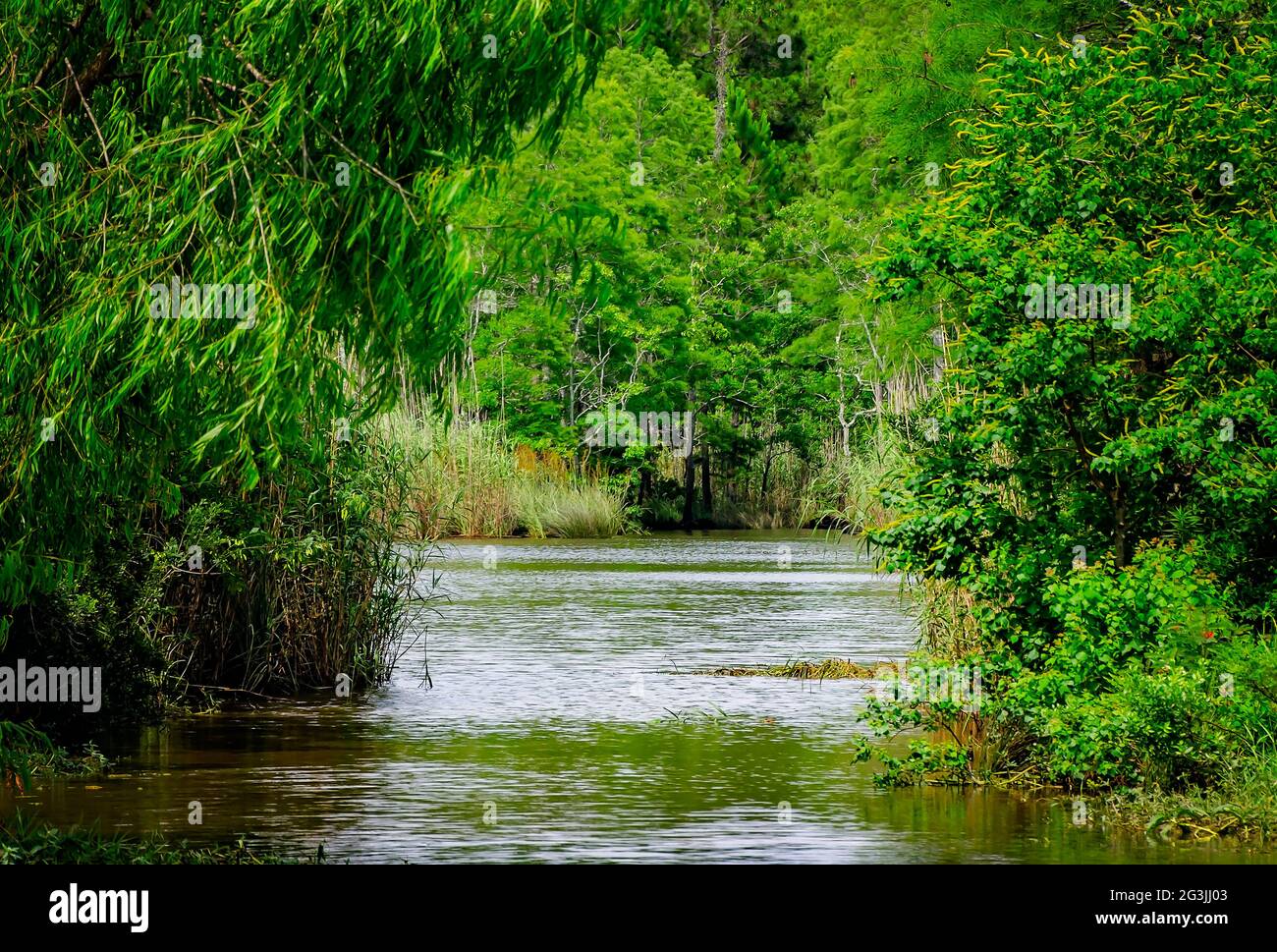 Gulf Coast Gator Ranch is surrounded by alligator-infested swamps, June 9, 2021, in Moss Point, Mississippi. Stock Photo