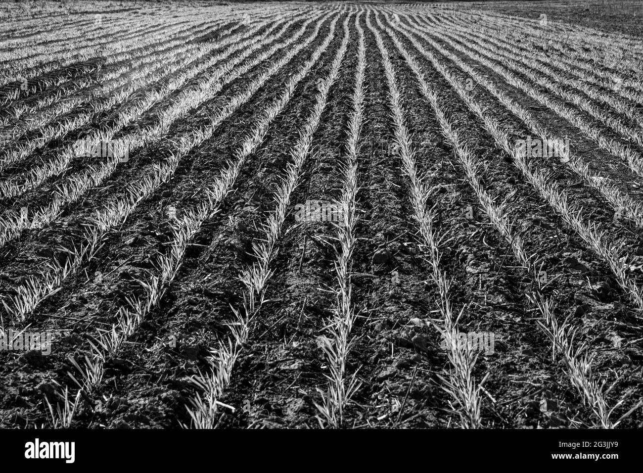 Furrows in the sown field, Buenos Aires province, Argentina. Stock Photo