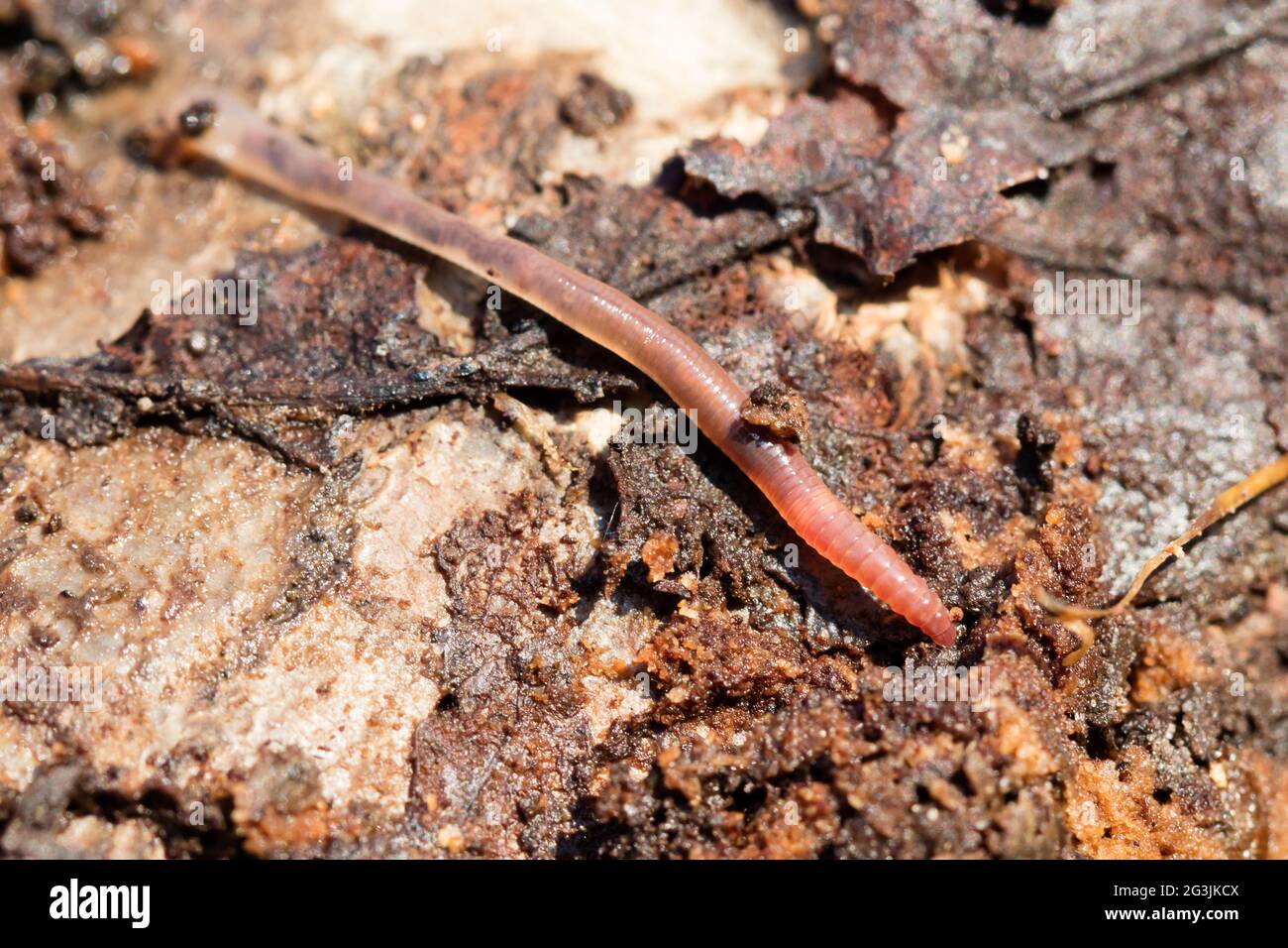 Earthworms on a piece of wood, selective focus Stock Photo