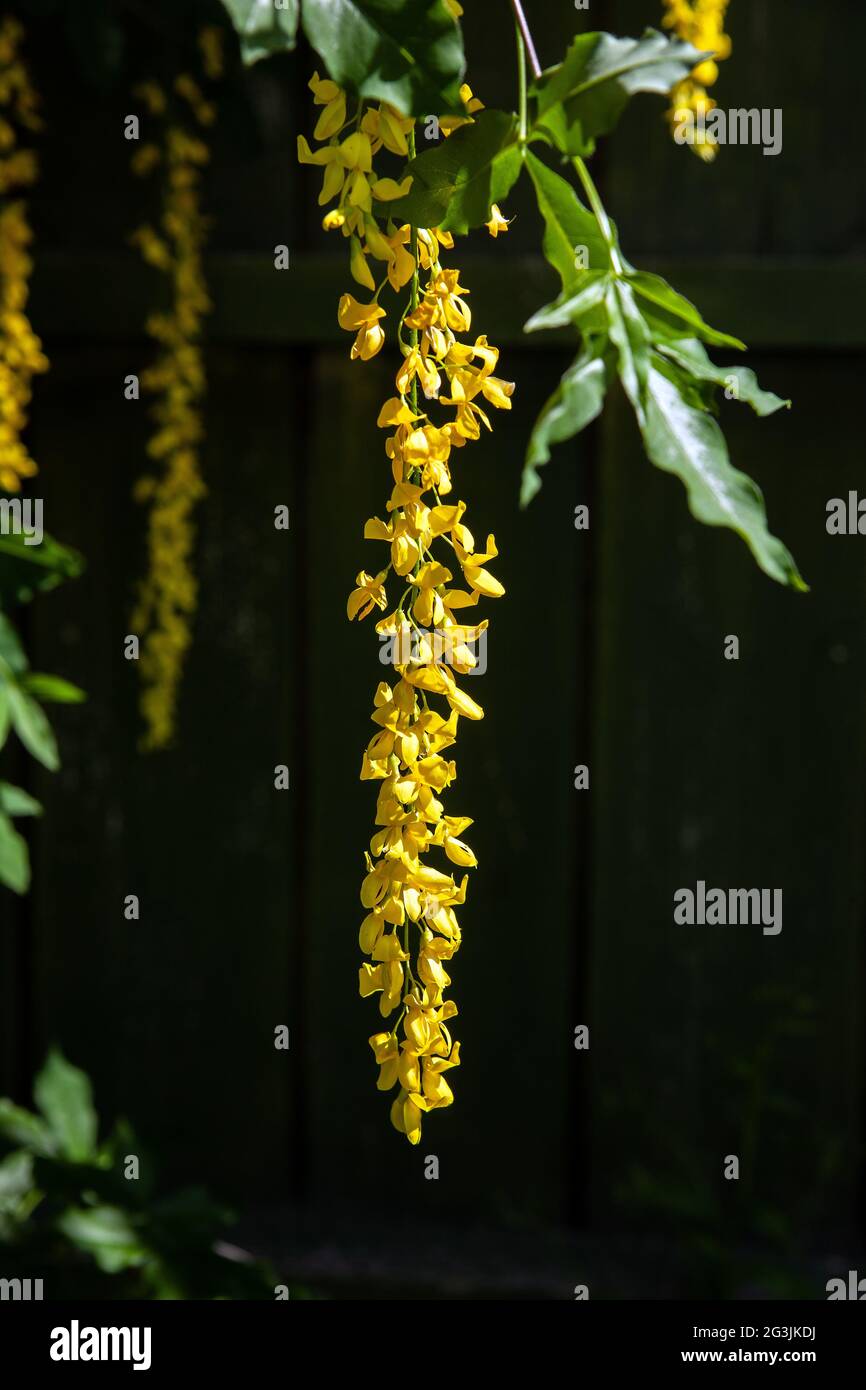 Alpine Laburnum, Laburnum alpinum, malmkoping, sweden Stock Photo