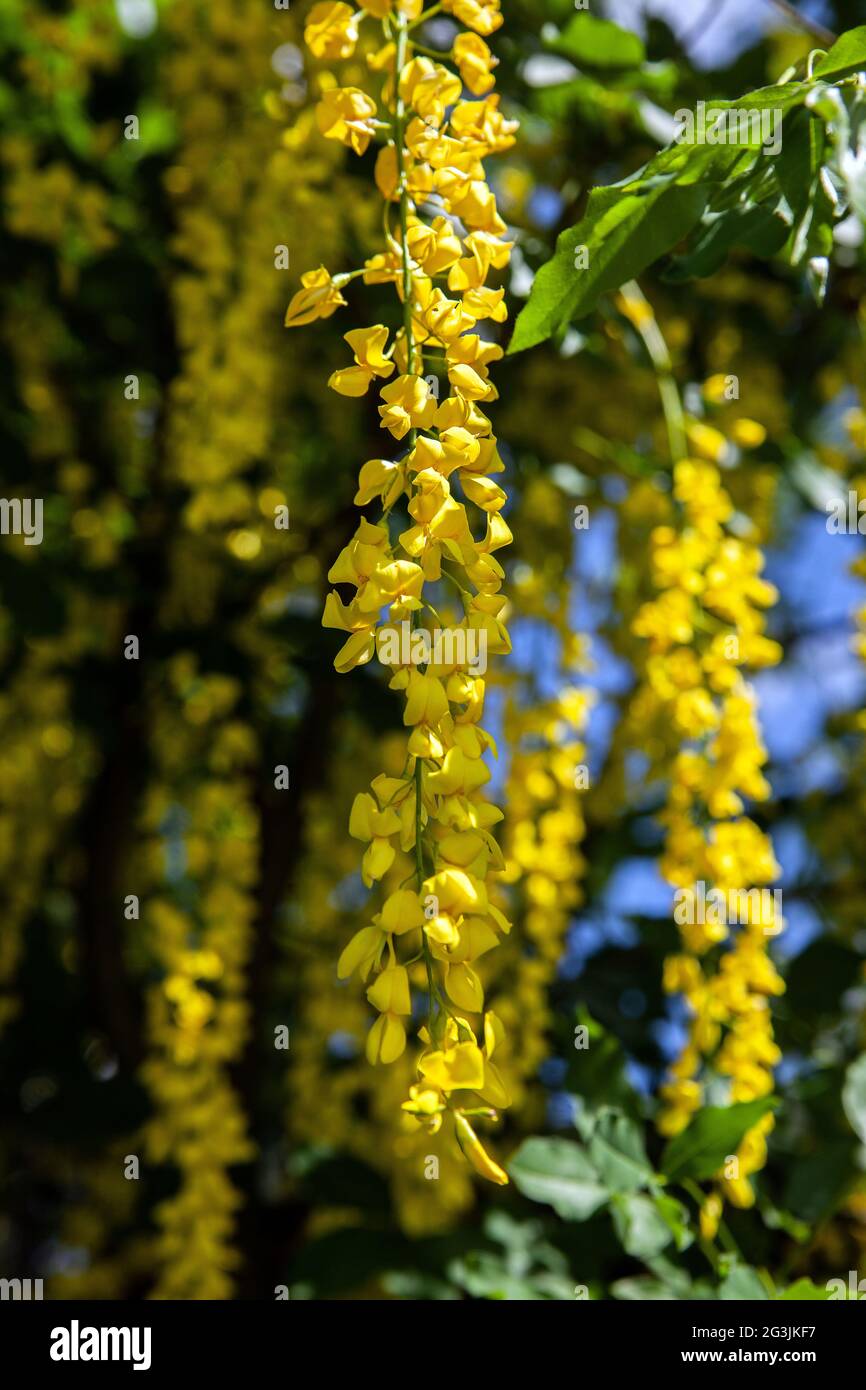 Alpine Laburnum, Laburnum alpinum, malmkoping, sweden Stock Photo