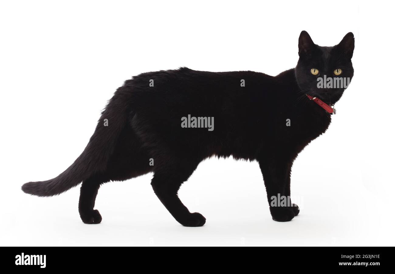 Black Cat standing and looking at the camera Stock Photo - Alamy
