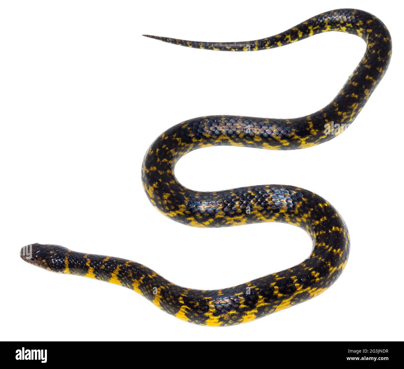 Aquatic colubrid snake (Erythrolamprus taeniogaster), Orellana province, Ecuador Stock Photo