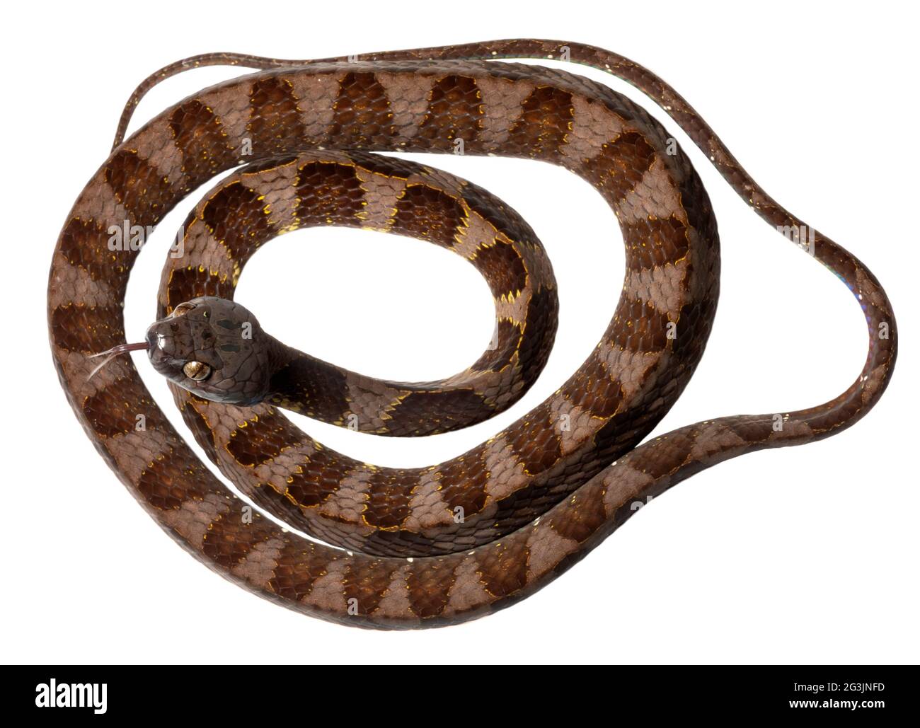 Neotropical snail-eater snake (Dipsas indica), Orellana province, Ecuador Stock Photo