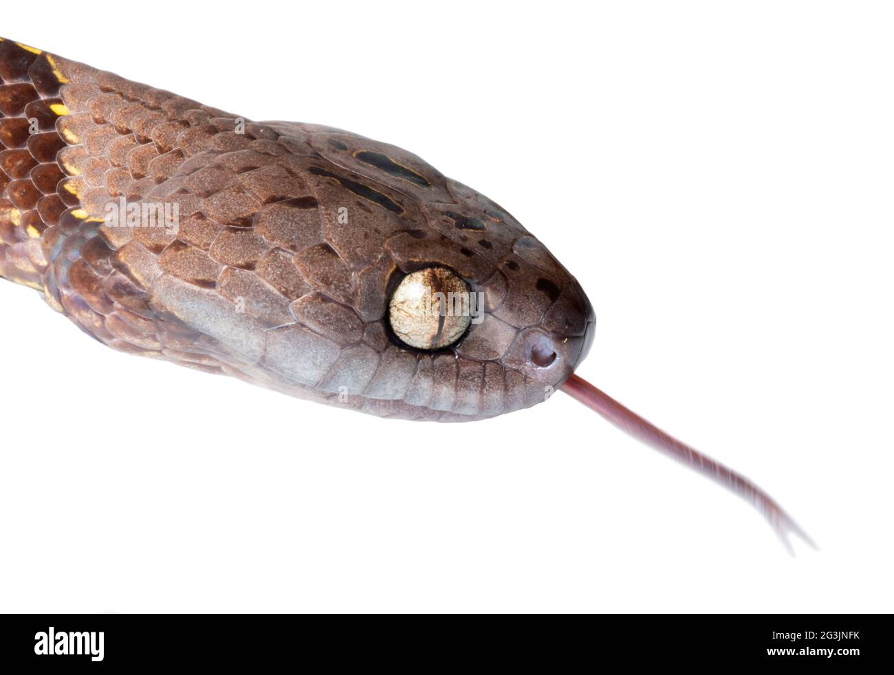 Neotropical snail-eater snake (Dipsas indica), Orellana province, Ecuador. Lateral view of head Stock Photo