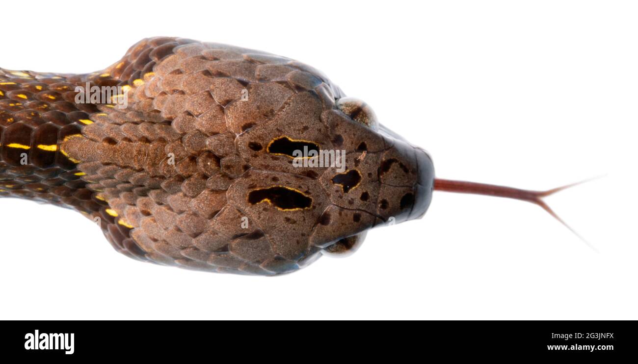 Neotropical snail-eater snake (Dipsas indica), Orellana province, Ecuador. Dorsal view of head Stock Photo
