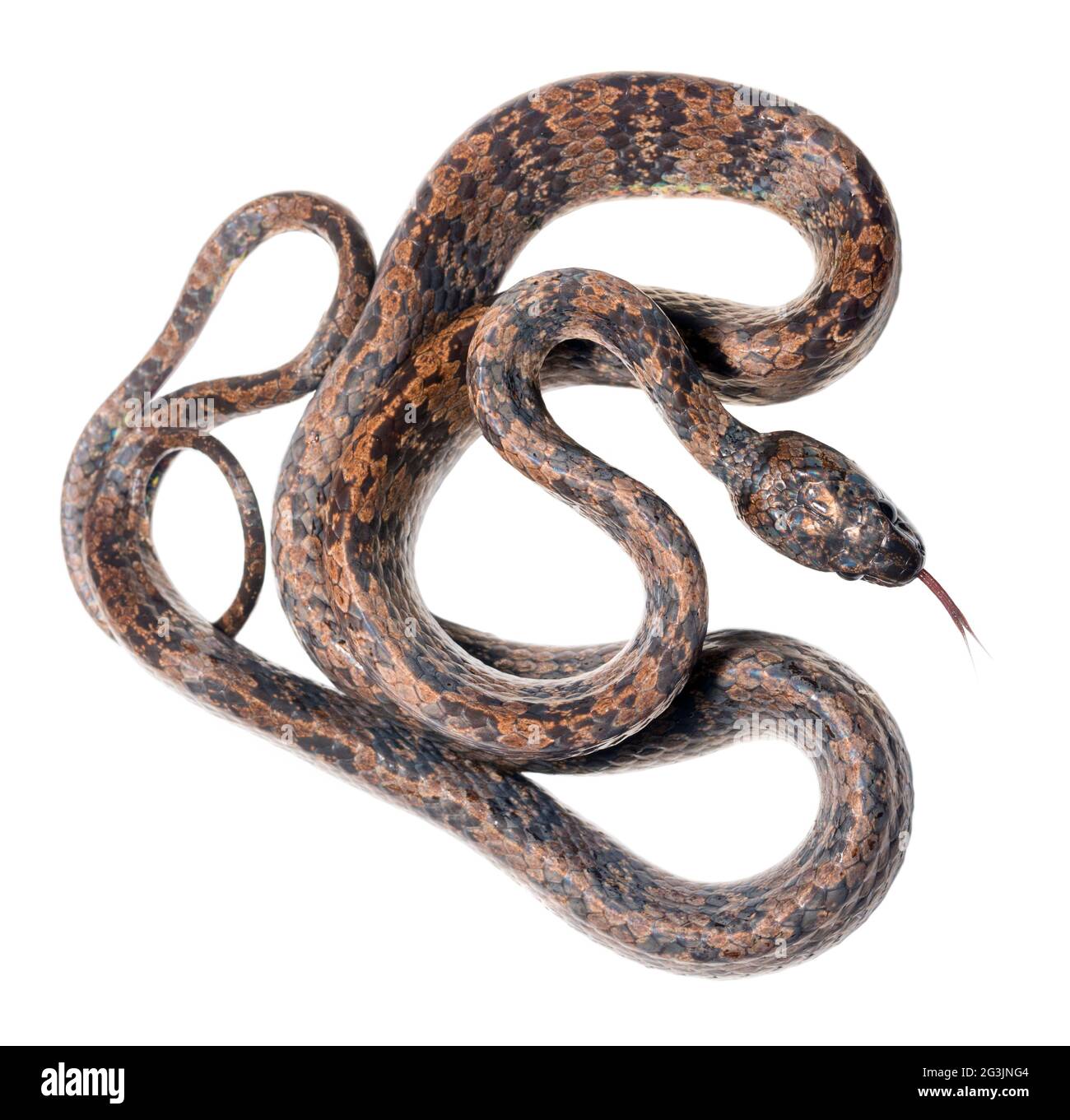Elegant snail-eater snake (Dipsas elegans) from montane rainforest, Imbabura province, western Ecuador Stock Photo