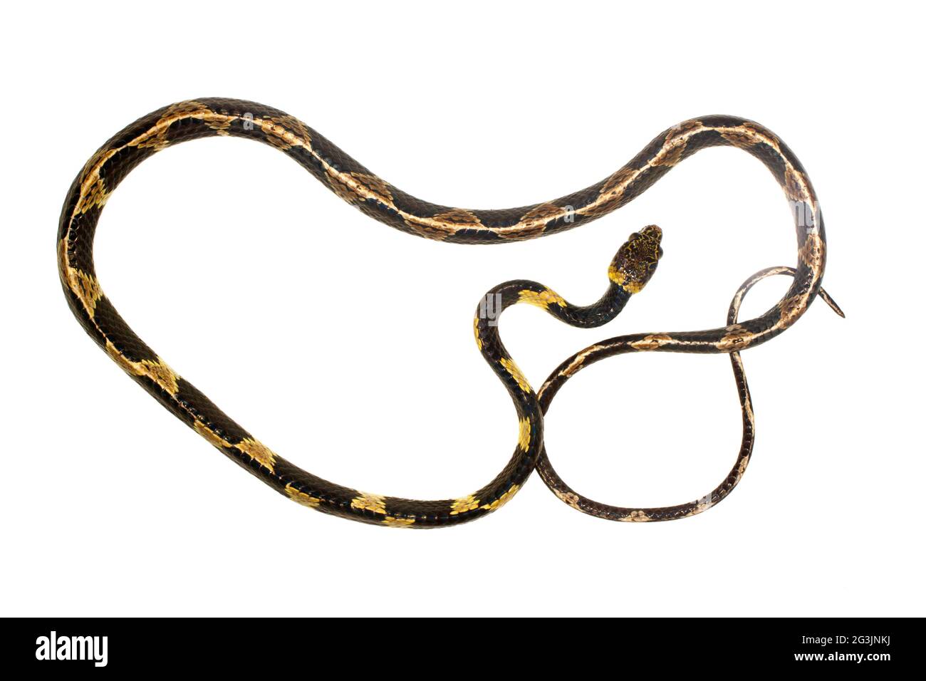 Unidentified species of snail-eating snake (Dipsas sp.) from the Ecuadorian Amazon Stock Photo
