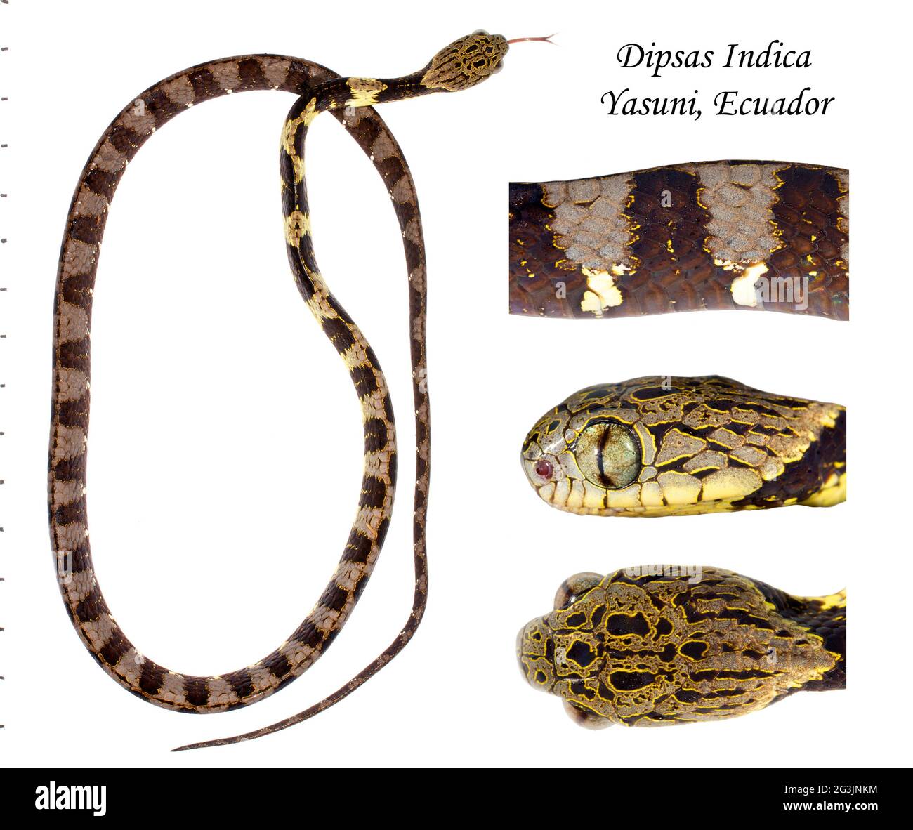 Neotropical snail-eater snake (Dipsas indica), composite image, Ecuador Stock Photo