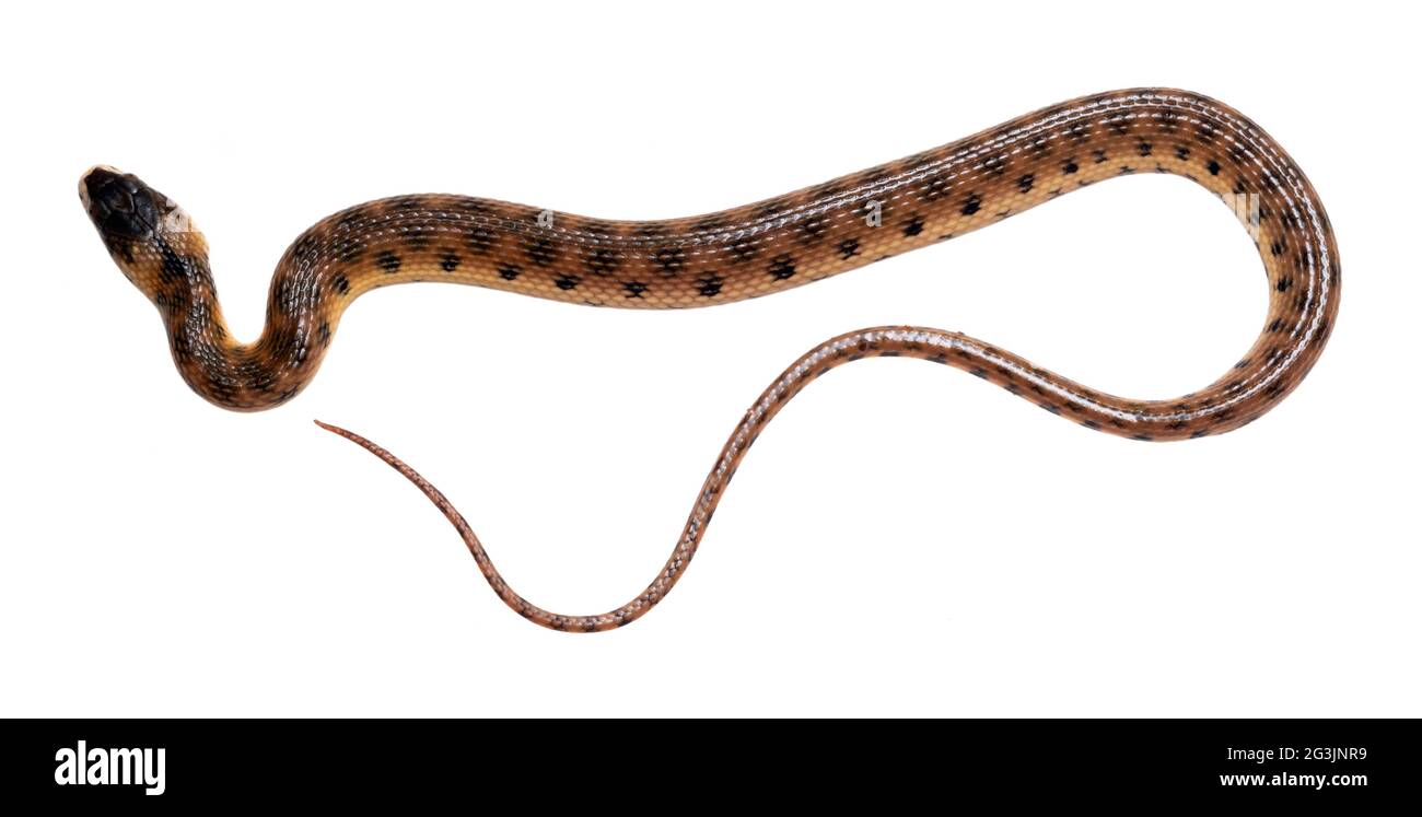 Rio Pastaza Water snake (Helicops pastazae), Orellana province, the Ecuadorian Amazon. Stock Photo