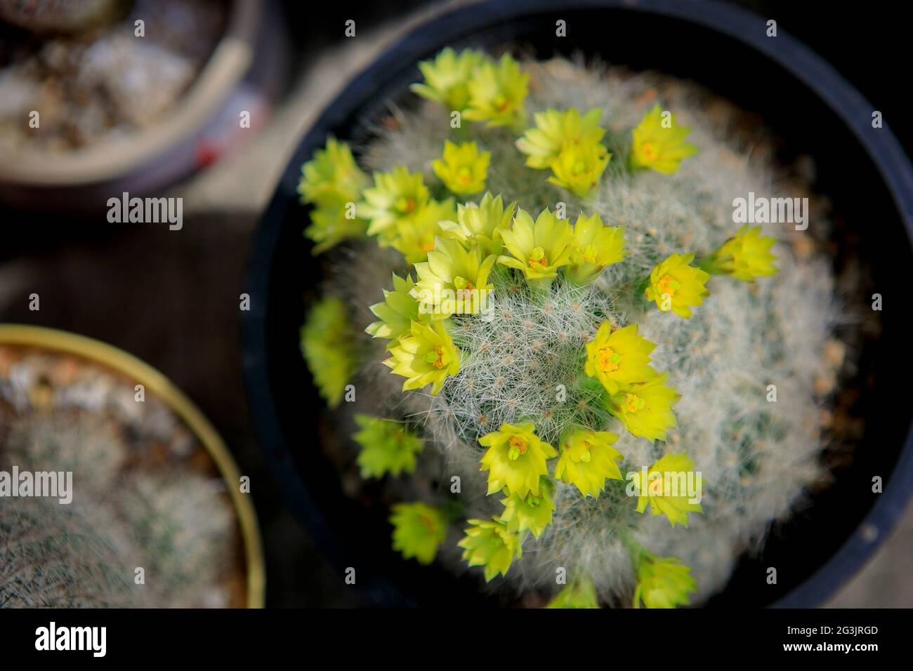top view of mammillaria baumii yellow flower Stock Photo