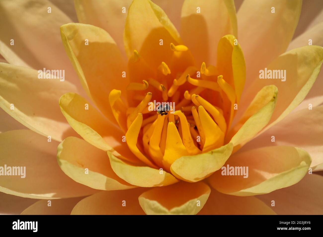 Water Lilies at Mt Coot-Tha Library 