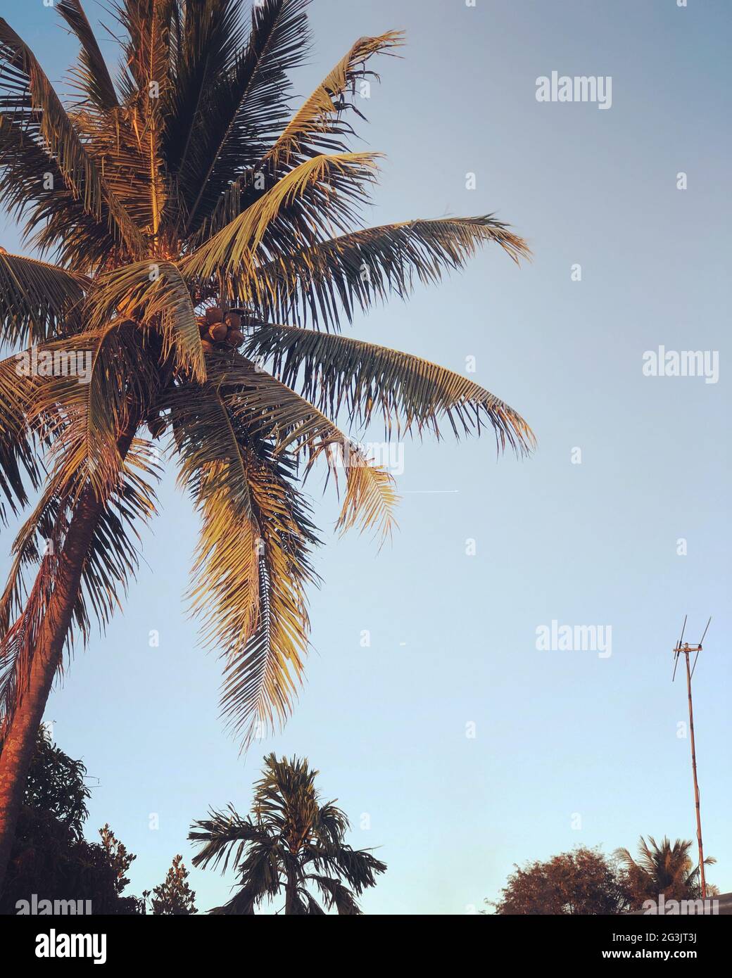 Vertical low angle shot of a palm tree captured under the clear blue ...
