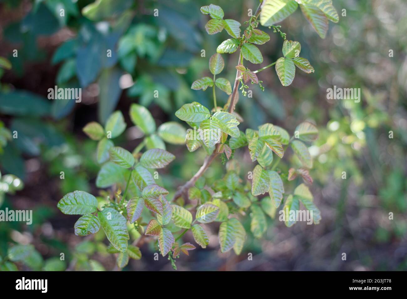 Pinnately trifoliate lobate leaves of Poison Oak, Toxicodendron Diversilobum, Anacardiaceae, native in the Santa Monica Mountains, Springtime. Stock Photo
