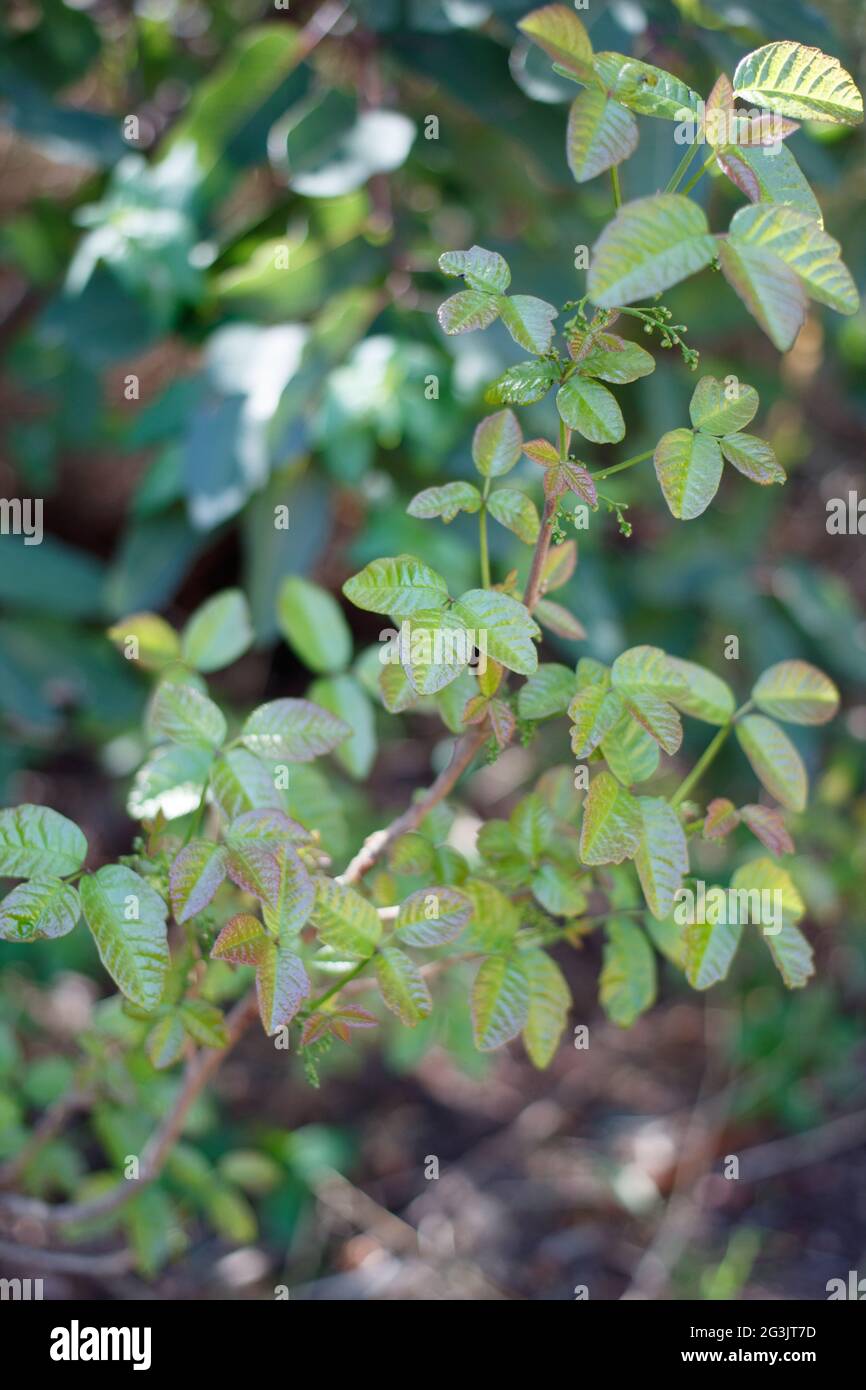 Pinnately trifoliate lobate leaves of Poison Oak, Toxicodendron Diversilobum, Anacardiaceae, native in the Santa Monica Mountains, Springtime. Stock Photo