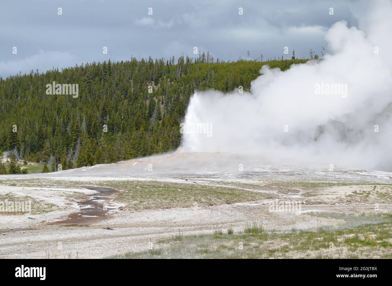Late Spring in Yellowstone National Park: Steam Plume from Old Faithful Geyser as Its Eruption Winds Down in the Upper Geyser Basin Area Stock Photo