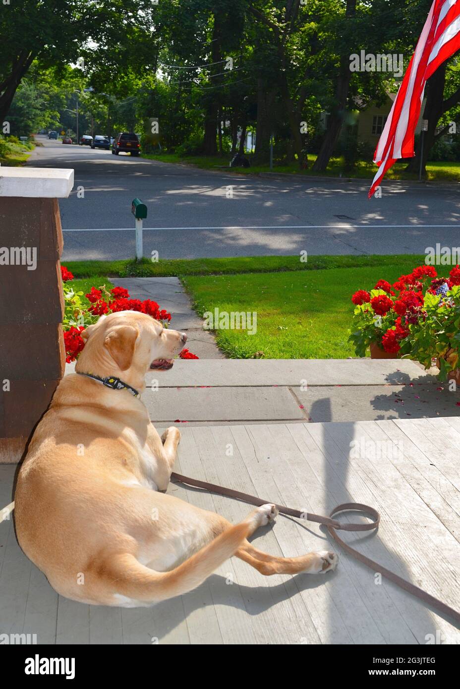 An Americana view of a yellow dog on a front porch with a flag and red geraniums. Stock Photo