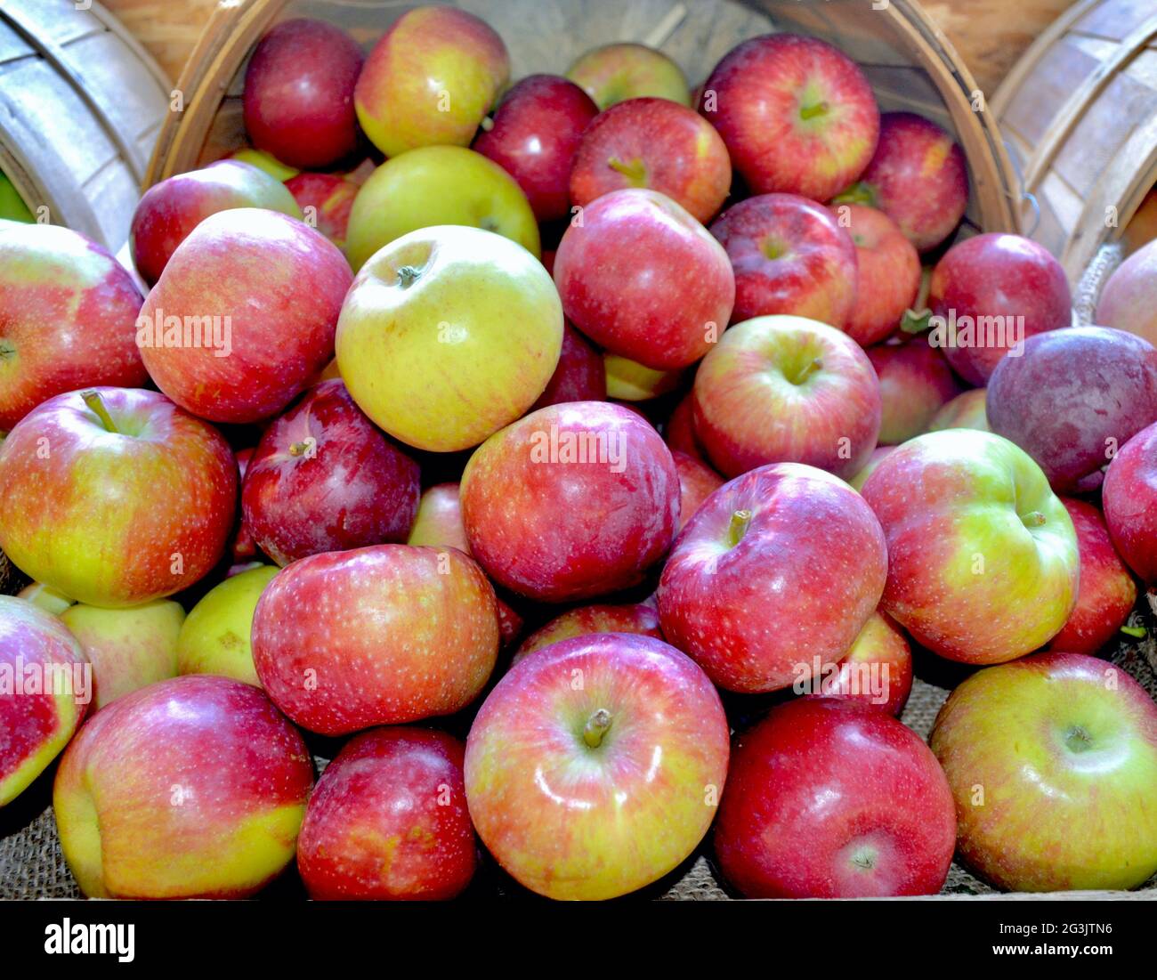 Macoun apple 2024