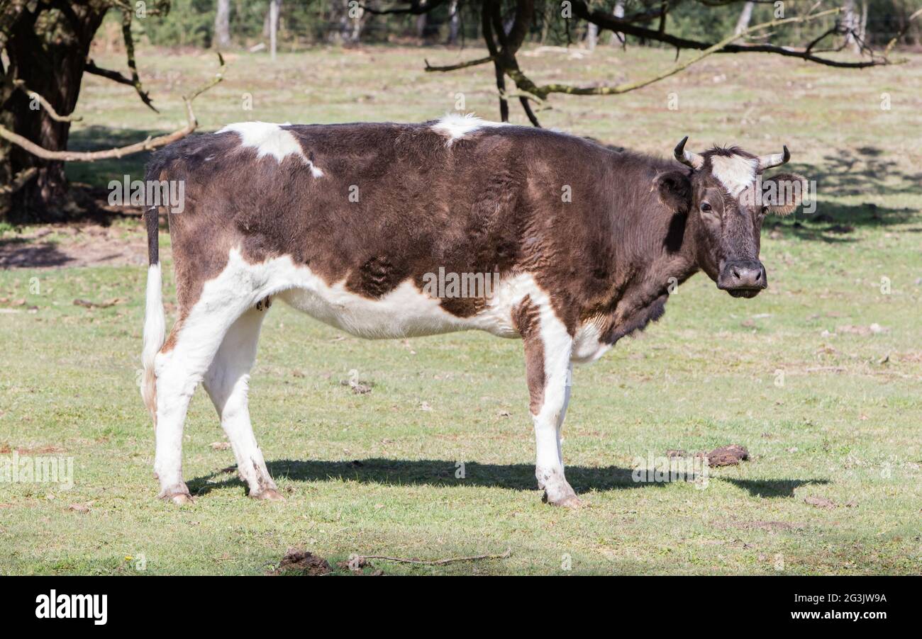 Black and white cow standing Stock Photo - Alamy