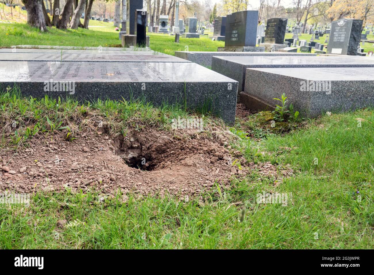 A large gopher hole next to a grave.The hole is surrounded by dirt. A