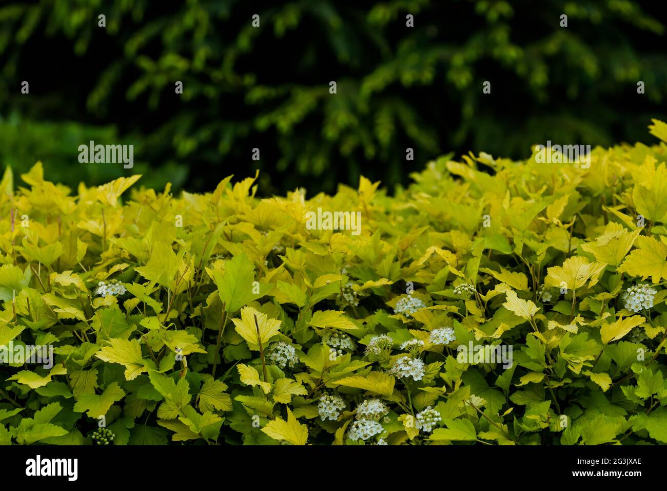 Green leaves wall Stock Photo Alamy