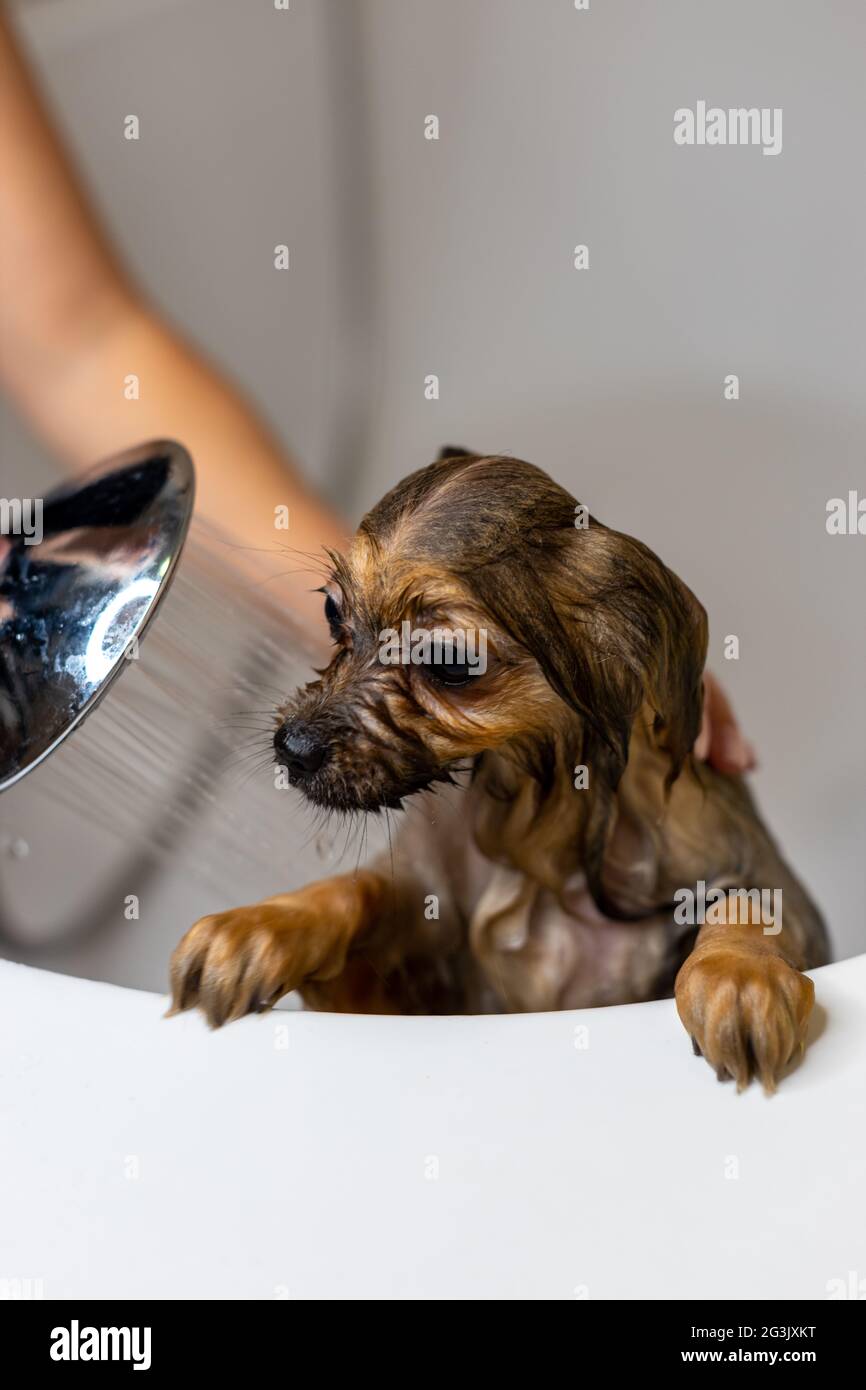 Woman taking care of her little dog. Female washing, cleaning Pomeranian dog under the shower. Animals hygiene concept Stock Photo