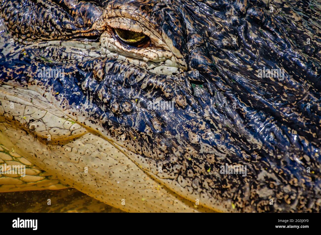 A young female American alligator rests in a pen at Gulf Coast Gator Ranch and Tours, June 12, 2021, in Moss Point, Mississippi. Stock Photo