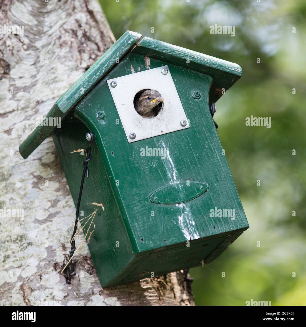 Young sparrow sitting in a birdhouse Stock Photo Alamy