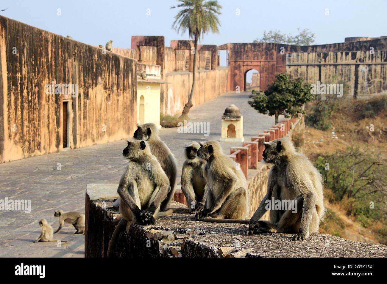 Monkeys Galore at Monument Stock Photo
