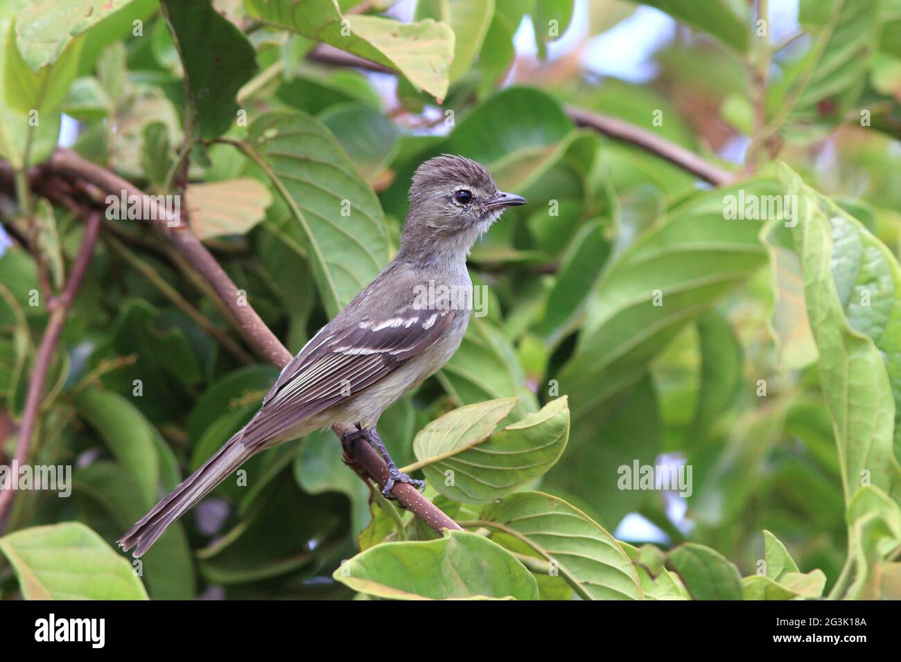 Highland Elaenia (Elaenia obscura) perched on a branch in the foliage. Stock Photo