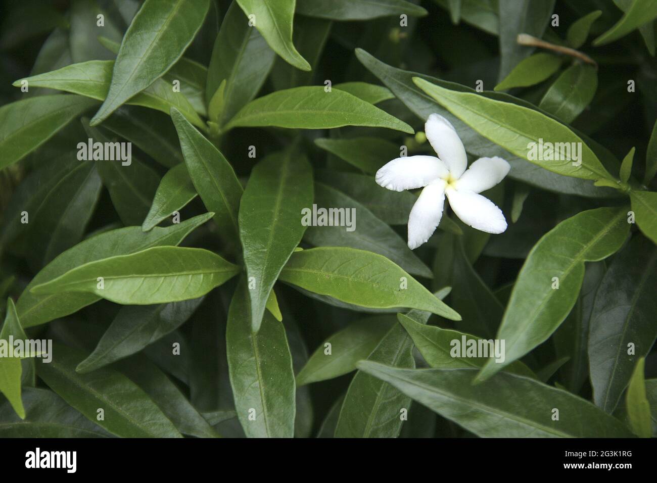 Loner in a Foliage Stock Photo