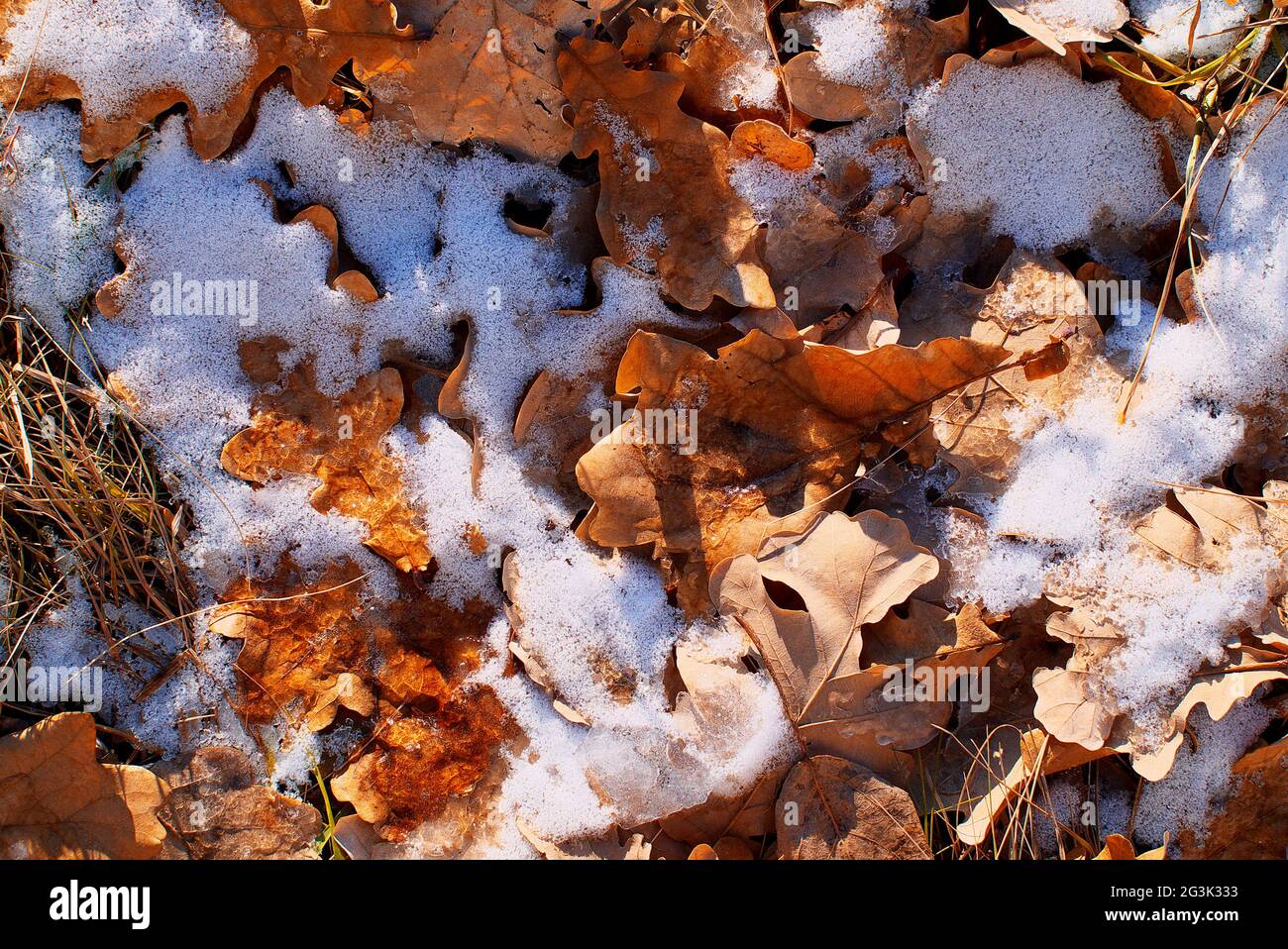 Fallen leaves under oak tree hi-res stock photography and images - Alamy