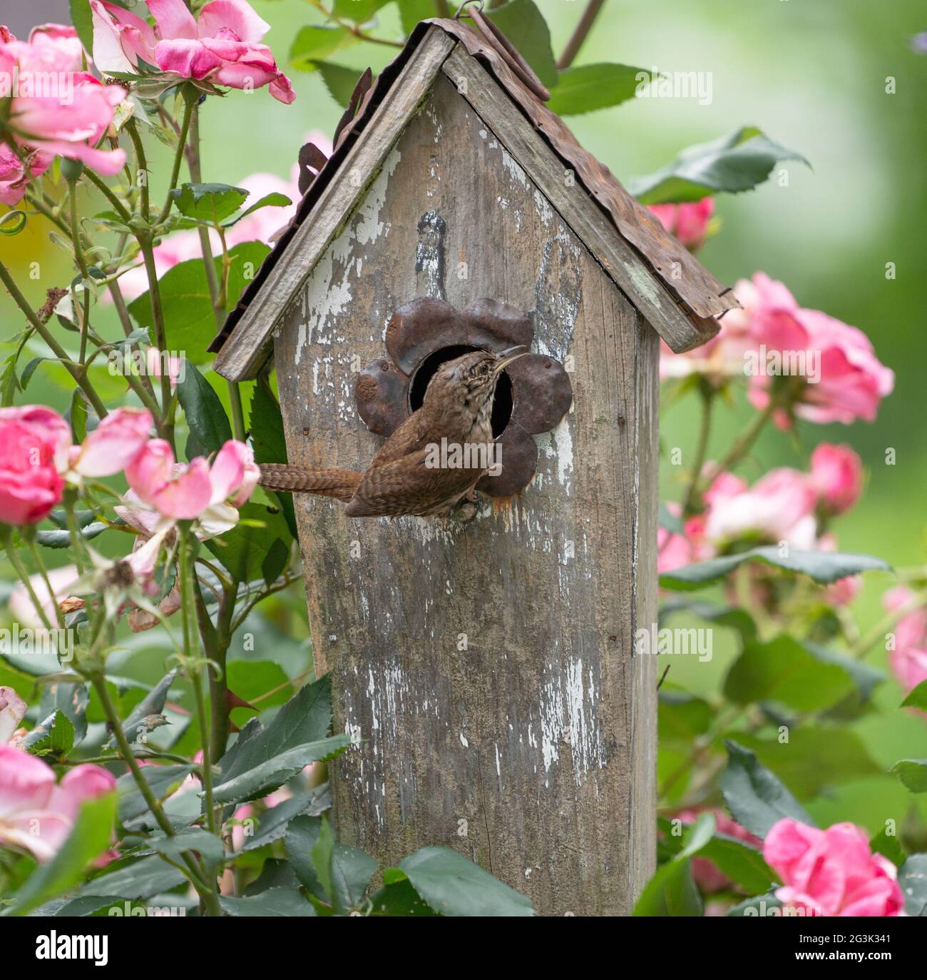 House wren perched on old wooden birdhouse in summer garden Stock Photo