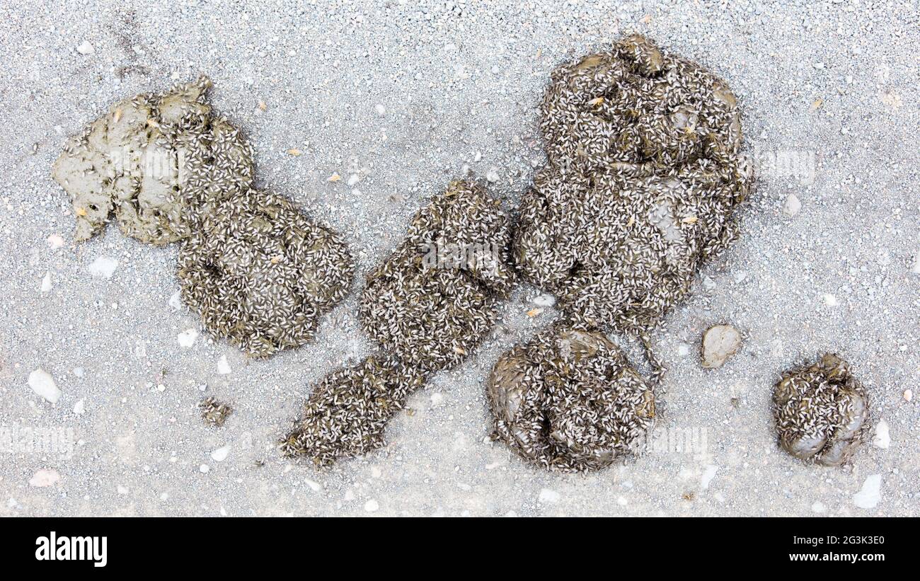 Horse Droppings Insect High Resolution Stock Photography and Images - Alamy