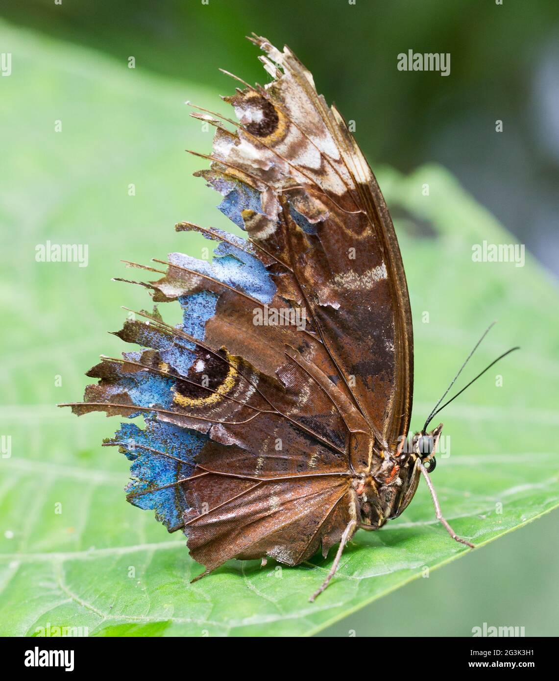 Blue morpho butterfly habitat hires stock photography and images Alamy