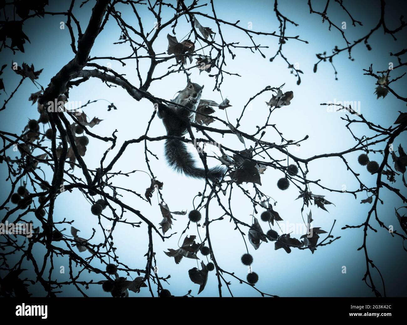 Squirrel eating in a tree Stock Photo