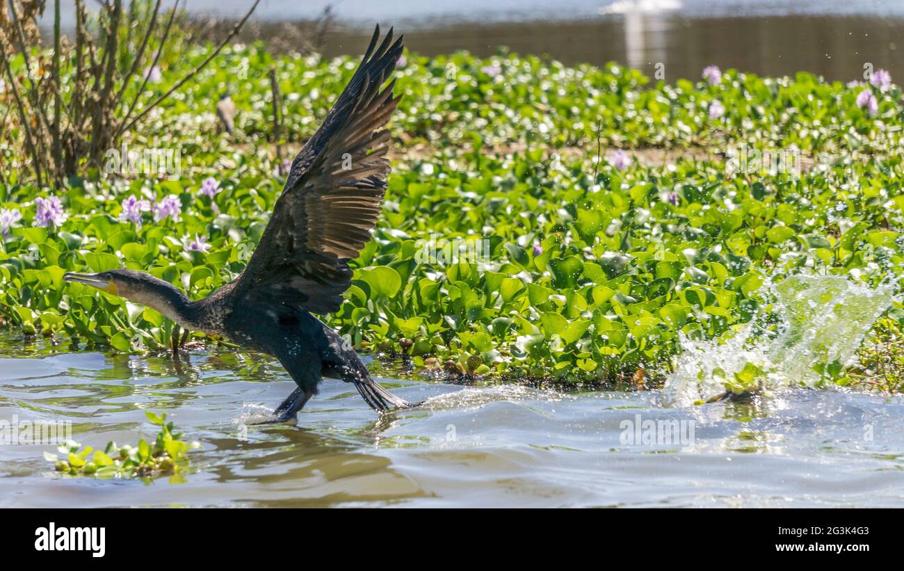 Great Black Cormorant on Naivasha lake Stock Photo