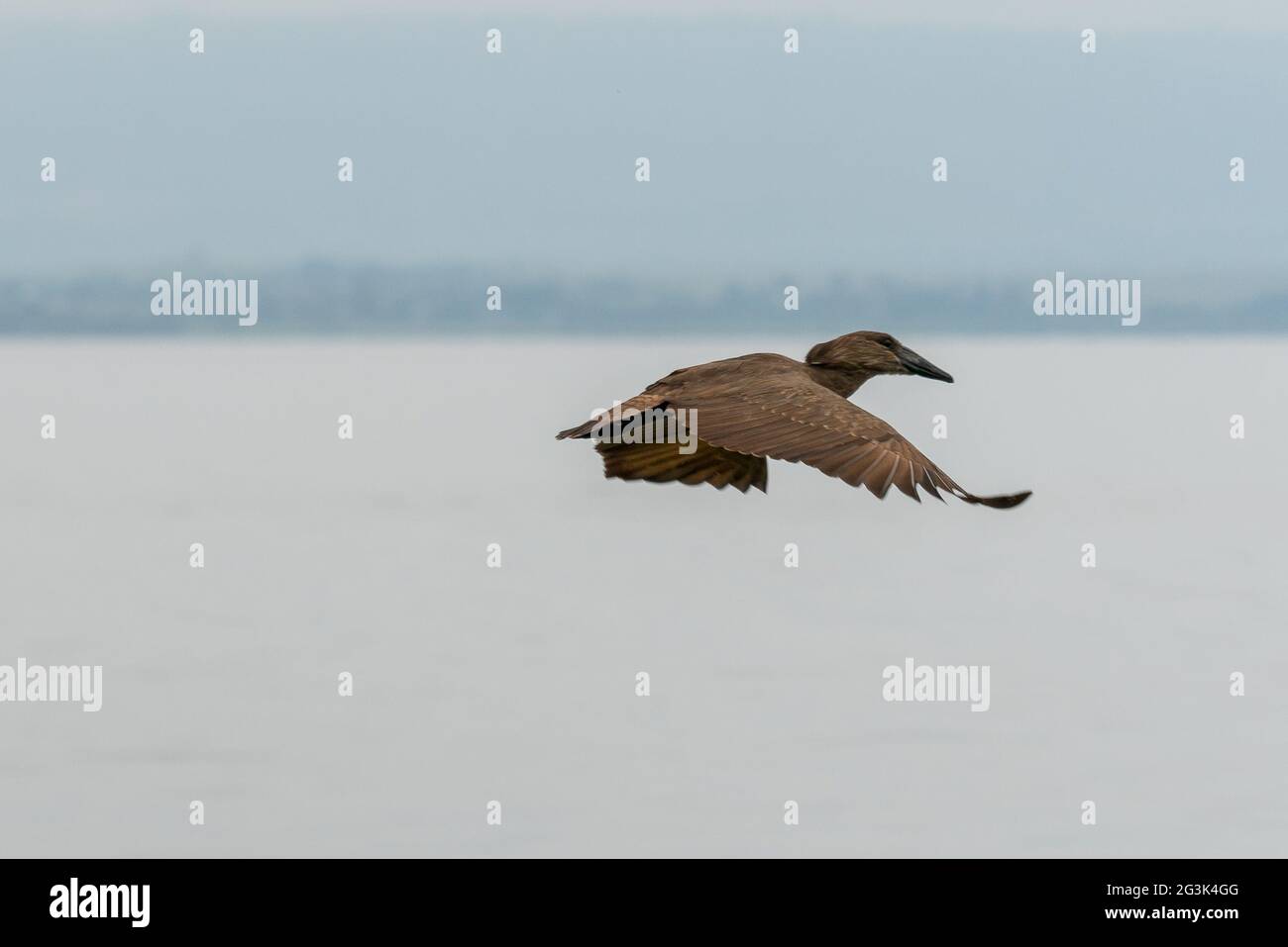 Hamerkop in mid flight Stock Photo