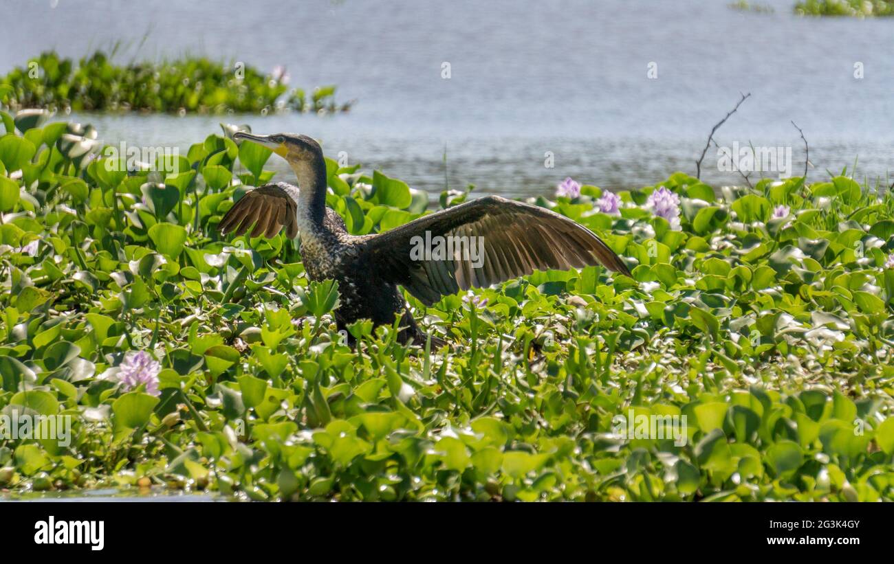 Great Black Cormorant on Naivasha lake Stock Photo